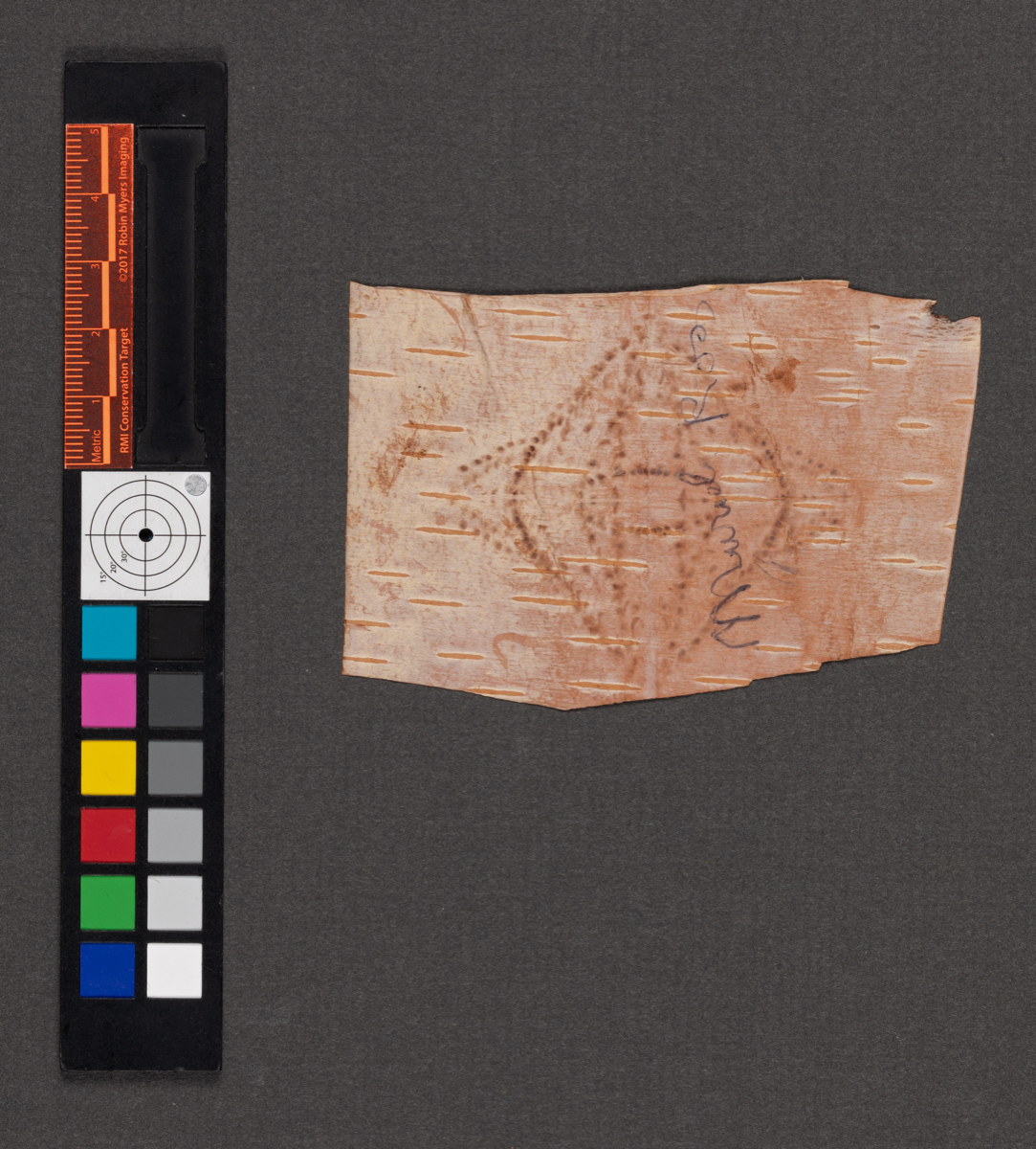 Birchbark biting